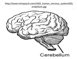 http://www.intropsych.com/ch02_human_nervous_system/02cerebellum.jpg 