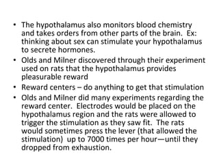 The hypothalamus also monitors blood chemistry and takes orders from other parts of the brain.  Ex:  thinking about sex can stimulate your hypothalamus to secrete hormones. Olds and Milner discovered through their experiment used on rats that the hypothalamus provides pleasurable reward Reward centers – do anything to get that stimulation Olds and Milner did many experiments regarding the reward center.  Electrodes would be placed on the hypothalamus region and the rats were allowed to trigger the stimulation as they saw fit.  The rats would sometimes press the lever (that allowed the stimulation)  up to 7000 times per hour—until they dropped from exhaustion. 