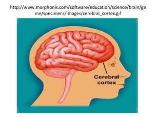 http://www.morphonix.com/software/education/science/brain/game/specimens/images/cerebral_cortex.gif 
