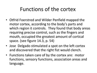 Functions of the cortex  Otfrid Foerstred and Wilder Penfield mapped the motor cortex, according to the body’s parts and which region it controls.  They found that body areas requiring precise control, such as the fingers and mouth, occupied the greatest amount of cortical space. (see figure 14.3, p. 54) Jose  Delgado stimulated a spot on the left cortex and discovered that the right fist would clench.  Functions taken care of by the cortex are:  motor functions, sensory functions, association areas and language. 