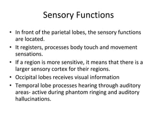 Sensory Functions In front of the parietal lobes, the sensory functions are located. It registers, processes body touch and movement sensations. If a region is more sensitive, it means that there is a larger sensory cortex for their regions. Occipital lobes receives visual information Temporal lobe processes hearing through auditory areas- active during phantom ringing and auditory hallucinations. 