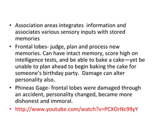 Association areas integrates  information and associates various sensory inputs with stored memories Frontal lobes- judge, plan and process new memories. Can have intact memory, score high on intelligence tests, and be able to bake a cake—yet be unable to plan ahead to begin baking the cake for someone’s birthday party.  Damage can alter personality also. Phineas Gage- frontal lobes were damaged through an accident, personality changed, became more dishonest and immoral.  http://www.youtube.com/watch?v=PCXOrNc99yY 