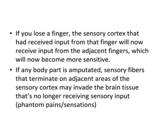 If you lose a finger, the sensory cortex that had received input from that finger will now receive input from the adjacent fingers, which will now become more sensitive. If any body part is amputated, sensory fibers that terminate on adjacent areas of the sensory cortex may invade the brain tissue that’s no longer receiving sensory input (phantom pains/sensations) 