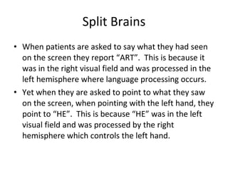 Split Brains When patients are asked to say what they had seen on the screen they report “ART”.  This is because it was in the right visual field and was processed in the left hemisphere where language processing occurs. Yet when they are asked to point to what they saw on the screen, when pointing with the left hand, they point to “HE”.  This is because “HE” was in the left visual field and was processed by the right hemisphere which controls the left hand. 