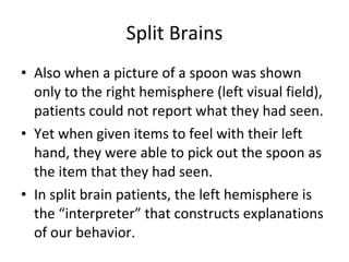 Split Brains Also when a picture of a spoon was shown only to the right hemisphere (left visual field), patients could not report what they had seen. Yet when given items to feel with their left hand, they were able to pick out the spoon as the item that they had seen. In split brain patients, the left hemisphere is the “interpreter” that constructs explanations of our behavior. 