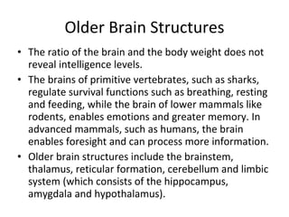 Older Brain Structures The ratio of the brain and the body weight does not reveal intelligence levels. The brains of primitive vertebrates, such as sharks, regulate survival functions such as breathing, resting and feeding, while the brain of lower mammals like rodents, enables emotions and greater memory. In advanced mammals, such as humans, the brain enables foresight and can process more information. Older brain structures include the brainstem, thalamus, reticular formation, cerebellum and limbic system (which consists of the hippocampus, amygdala and hypothalamus). 
