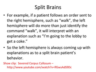 Split Brains For example, if a patient follows an order sent to the right hemisphere, such as “walk”, the left hemisphere will do more than just identify the command “walk”, it will interpret with an explanation such as “I’m going to the lobby to get a coke.”  So the left hemisphere is always coming up with explanations as to a split brain patient’s behavior. Show clip:  Severed Corpus Callosum – http://www.youtube.com/watch?v=lfGwsAdS9Dc 