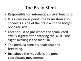 The Brain Stem Responsible for automatic survival functions. It is a crossover point:  the brain stem also connects a side of the brain with the body’s opposite side. Location:  it begins where the spinal cord swells slightly after entering the skull.  The slight swelling is the medulla. The medulla controls heartbeat and breathing. Just above the medulla is the pons – coordinates movements. 