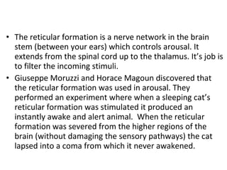 The reticular formation is a nerve network in the brain stem (between your ears) which controls arousal. It extends from the spinal cord up to the thalamus. It’s job is to filter the incoming stimuli. Giuseppe Moruzzi and Horace Magoun discovered that the reticular formation was used in arousal. They performed an experiment where when a sleeping cat’s reticular formation was stimulated it produced an instantly awake and alert animal.  When the reticular formation was severed from the higher regions of the brain (without damaging the sensory pathways) the cat lapsed into a coma from which it never awakened. 