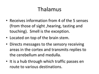 Thalamus Receives information from 4 of the 5 senses (from those of sight ,hearing, tasting and touching).  Smell is the exception. Located on top of the brain stem. Directs messages to the sensory receiving areas in the cortex and transmits replies to the cerebellum and medulla. It is a hub through which traffic passes en route to various destinations. 