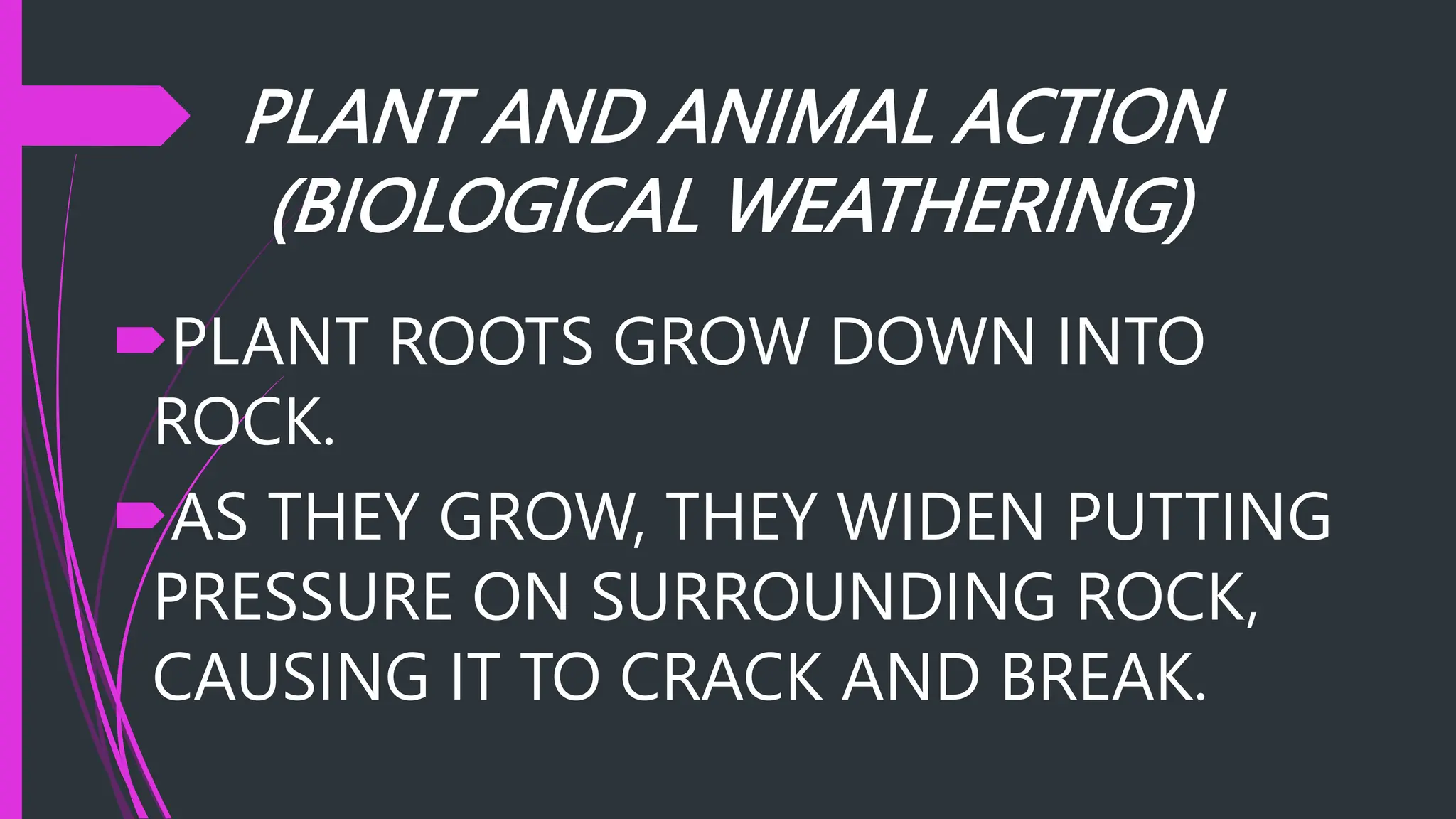 PLANT AND ANIMAL ACTION
(BIOLOGICAL WEATHERING)
PLANT ROOTS GROW DOWN INTO
ROCK.
AS THEY GROW, THEY WIDEN PUTTING
PRESSURE ON SURROUNDING ROCK,
CAUSING IT TO CRACK AND BREAK.
 