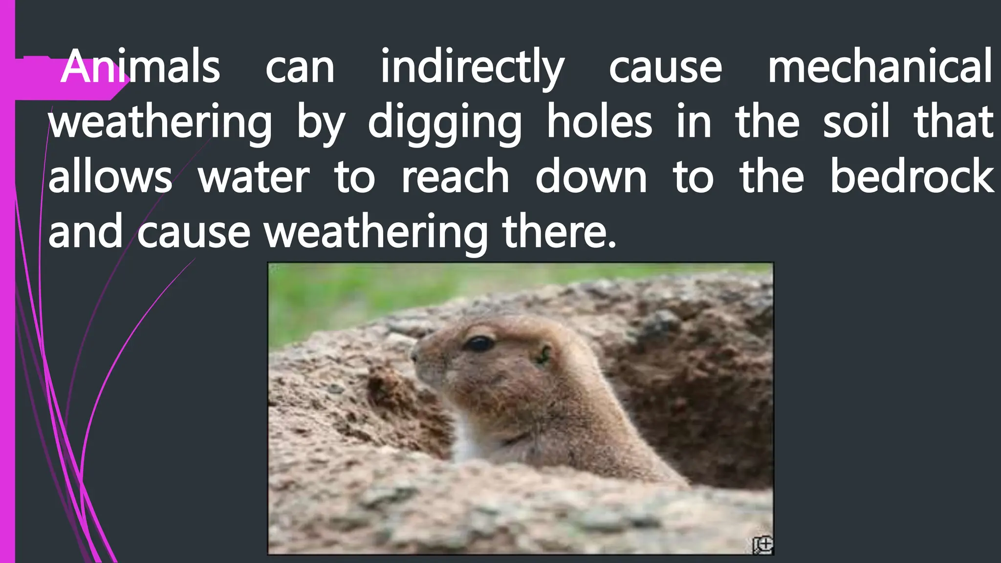 Animals can indirectly cause mechanical
weathering by digging holes in the soil that
allows water to reach down to the bedrock
and cause weathering there.
 