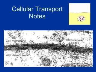 Cellular Transport Notes 
