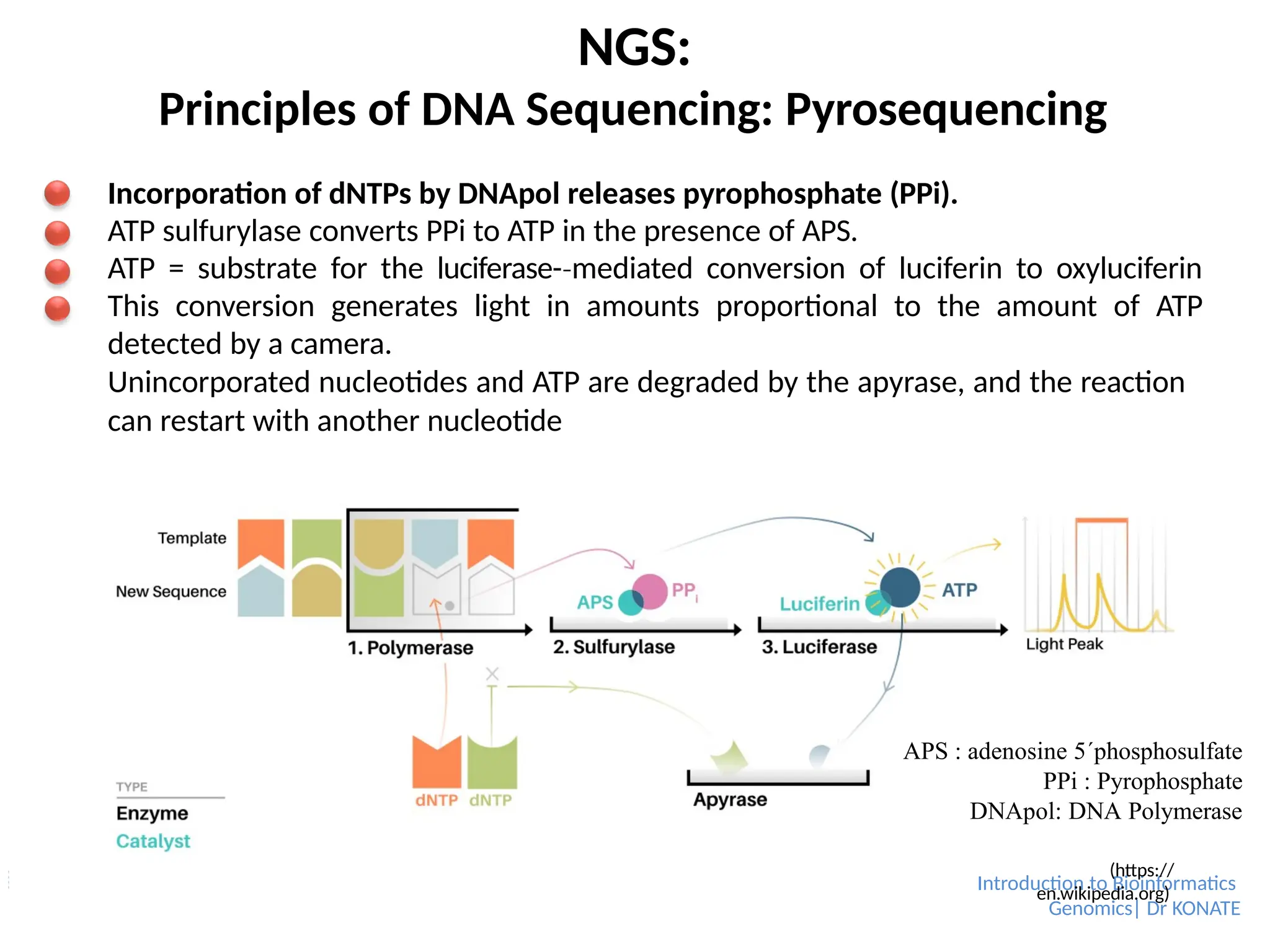 NGS:
Introduction to Bioinformatics
Genomics| Dr KONATE
Principles of DNA Sequencing: Pyrosequencing
Incorporation of dNTPs by DNApol releases pyrophosphate (PPi).
ATP sulfurylase converts PPi to ATP in the presence of APS.
ATP = substrate for the luciferase-­mediated
‐ conversion of luciferin to oxyluciferin
This conversion generates light in amounts proportional to the amount of ATP
detected by a camera.
Unincorporated nucleotides and ATP are degraded by the apyrase, and the reaction
can restart with another nucleotide
APS : adenosine 5´phosphosulfate
PPi : Pyrophosphate
DNApol: DNA Polymerase
(https://
en.wikipedia.org)
 