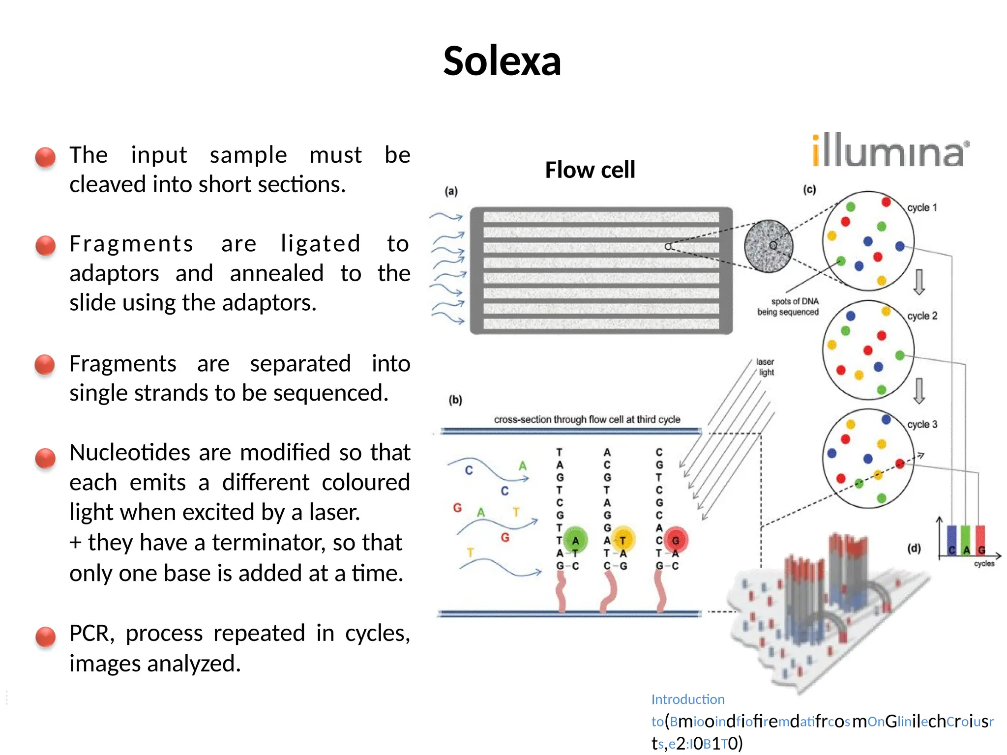 Solexa
The input sample must be
cleaved into short sections.
Fragments are ligated to
adaptors and annealed to the
slide using the adaptors.
Fragments are separated into
single strands to be sequenced.
Nucleotides are modified so that
each emits a different coloured
light when excited by a laser.
+ they have a terminator, so that
only one base is added at a time.
PCR, process repeated in cycles,
images analyzed.
Flow cell
Introduction
to(BmiooindfiofiremdatifrcosmOnGlinilechCroiusr
ts,e2:I0B1T0)
 