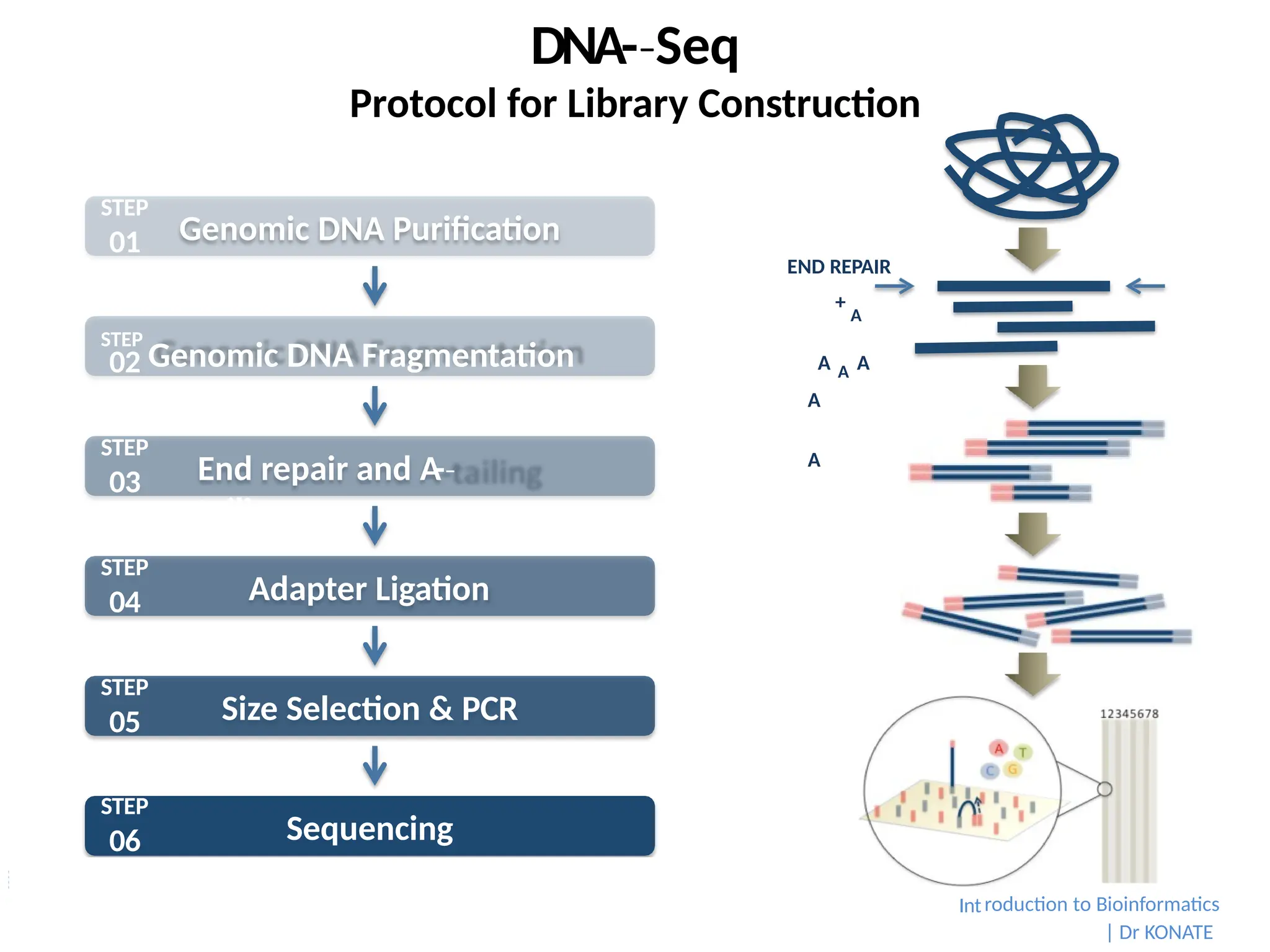DNA-­Seq
‐
Protocol for Library Construction
END REPAIR
+
A
A A A
A
A
Genomic DNA Purification
End repair and A
-­
‐
tailing
Adapter Ligation
Size Selection & PCR
Sequencing
STEP
01
roduction to Bioinformatics
Int
| Dr KONATE
STEP
Genomic DNA Fragmentation
02
STEP
03
STEP
04
STEP
05
STEP
06
 