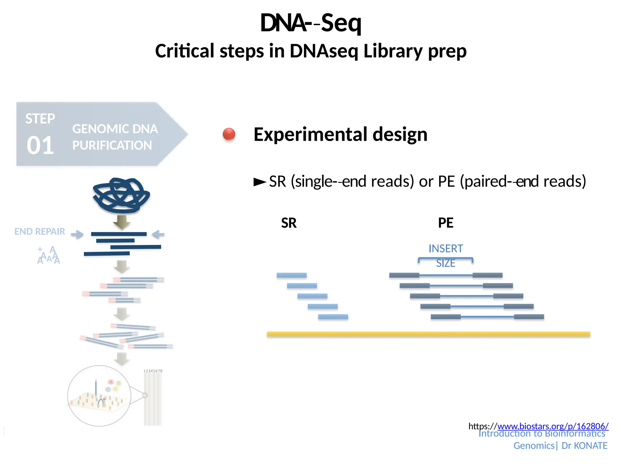 DNA-­Seq
‐
Critical steps in DNAseq Library prep
STEP
01
GENOMIC DNA
PURIFICATION
AAA
A A
END REPAIR
+ A
Experimental design
►SR (single-­end
‐ reads) or PE (paired-­end
‐ reads)
https://www.biostars.org/p/162806/
SR PE
INSERT
SIZE
Introduction to Bioinformatics
Genomics| Dr KONATE
 