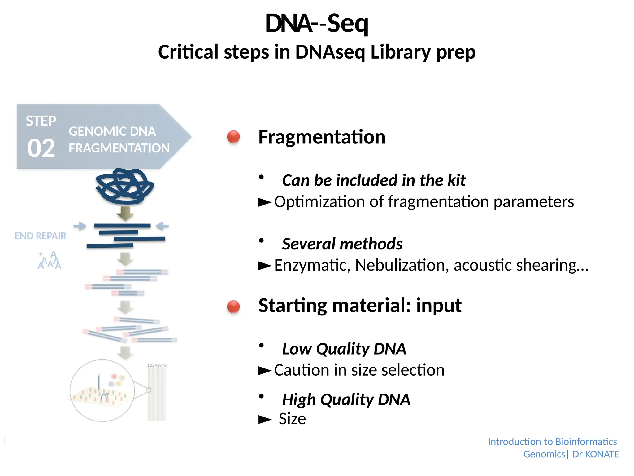 DNA-­Seq
‐
Critical steps in DNAseq Library prep
STEP
02
GENOMIC DNA
FRAGMENTATION
AAA
A A
END REPAIR
+ A
Fragmentation
 Can be included in the kit
►Optimization of fragmentation parameters
 Several methods
►Enzymatic, Nebulization, acoustic shearing…
Starting material: input
 Low Quality DNA
►Caution in size selection
 High Quality DNA
► Size
selection Introduction to Bioinformatics
Genomics| Dr KONATE
 