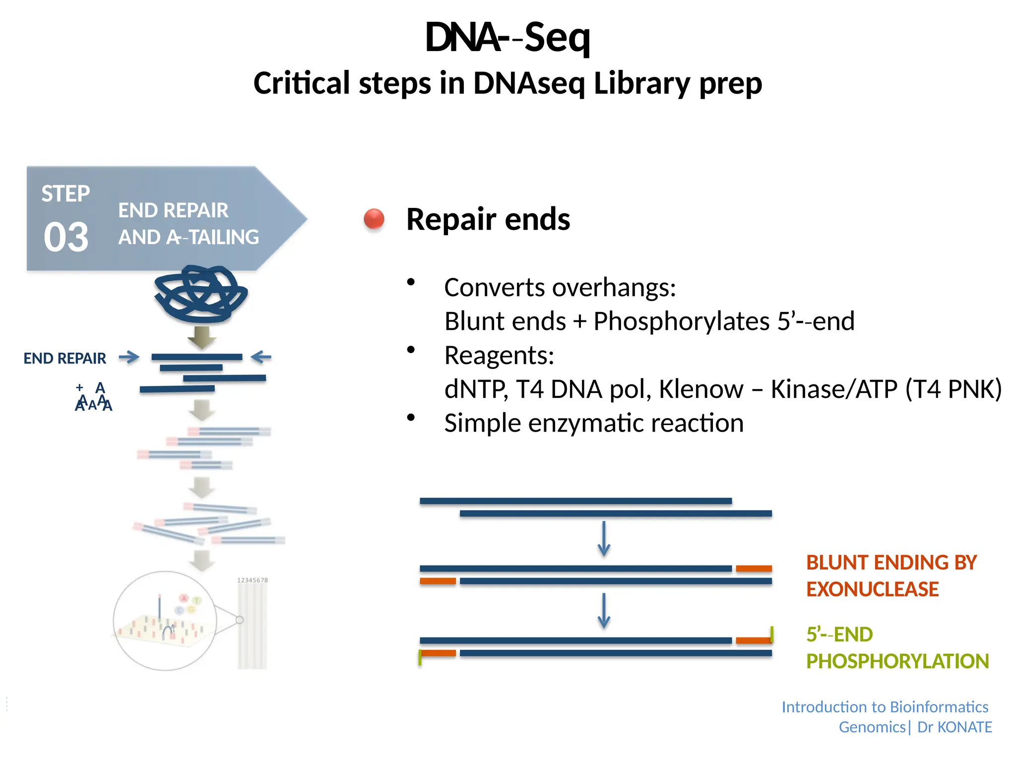 DNA-­Seq
‐
Critical steps in DNAseq Library prep
STEP
03
END REPAIR
AND A
-­TAILING
‐
AAA
A A
END REPAIR
+ A
Repair ends
 Converts overhangs:
Blunt ends + Phosphorylates 5’-­end
‐
 Reagents:
dNTP, T4 DNA pol, Klenow – Kinase/ATP (T4 PNK)
 Simple enzymatic reaction
BLUNT ENDING BY
EXONUCLEASE
5’-­END
‐
PHOSPHORYLATION
Introduction to Bioinformatics
Genomics| Dr KONATE
 