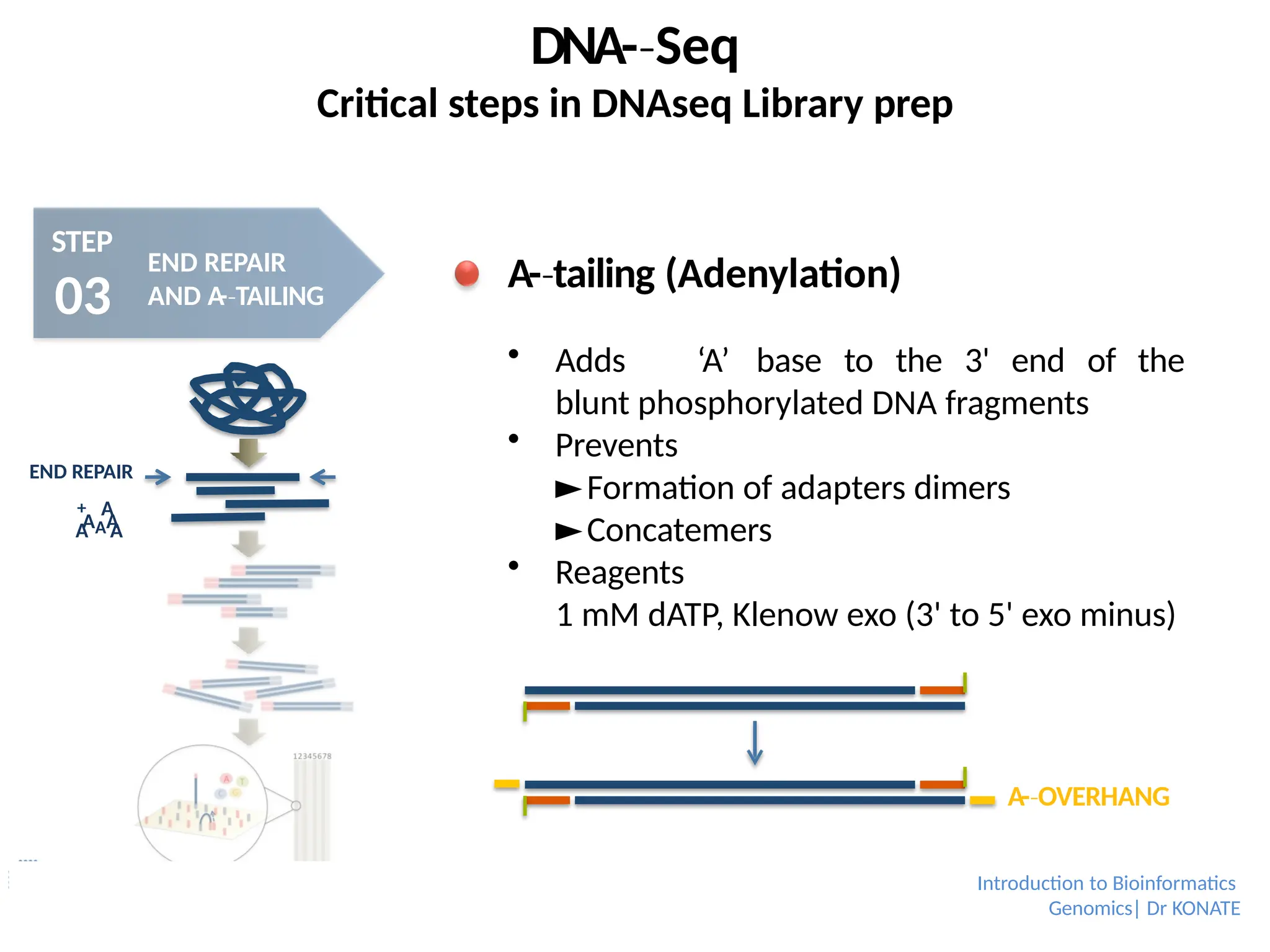 DNA-­Seq
‐
Critical steps in DNAseq Library prep
STEP
03
END REPAIR
AND A
-­TAILING
‐
AAA
A A
END REPAIR
+ A
A-­tailing
‐ (Adenylation)
 Adds ‘A’ base to the 3' end of the
blunt phosphorylated DNA fragments
 Prevents
►Formation of adapters dimers
►Concatemers
 Reagents
1 mM dATP, Klenow exo (3' to 5' exo minus)
A-­OVERHANG
‐
Introduction to Bioinformatics
Genomics| Dr KONATE
 