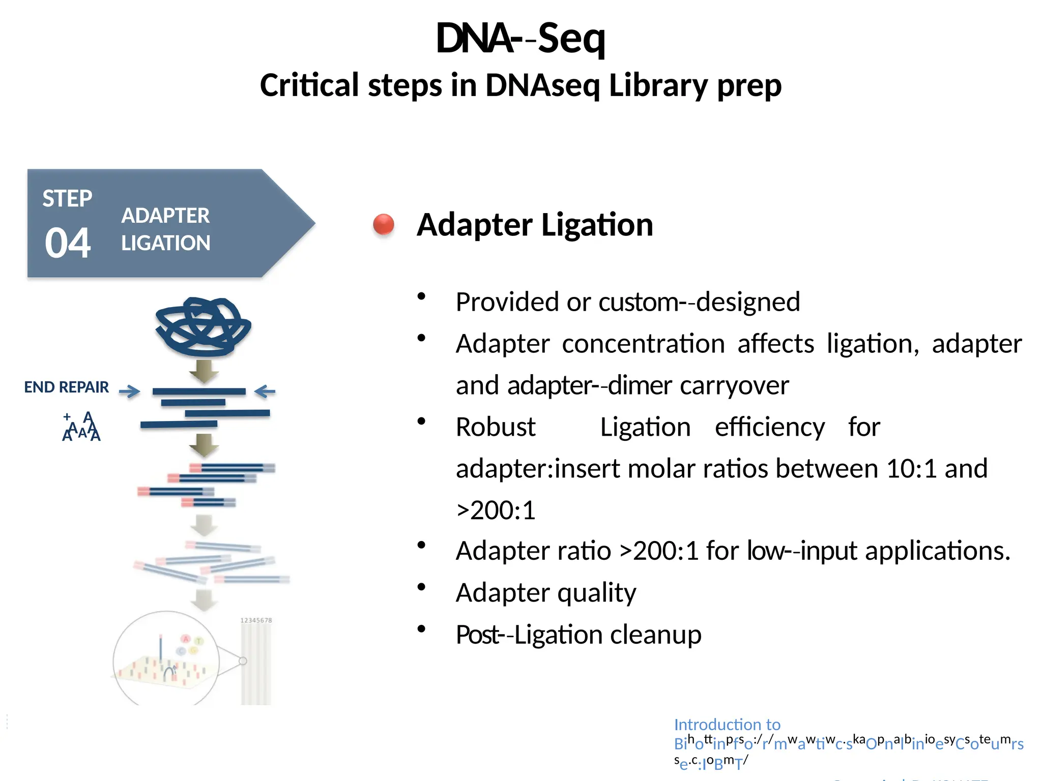 DNA-­Seq
‐
Critical steps in DNAseq Library prep
STEP
04
ADAPTER
LIGATION
AAA
A A
END REPAIR
+ A
Adapter Ligation
 Provided or custom-­designed
‐
 Adapter concentration affects ligation, adapter
and adapter-­dimer
‐ carryover
 Robust Ligation efficiency for
adapter:insert molar ratios between 10:1 and
>200:1
 Adapter ratio >200:1 for low-­input
‐ applications.
 Adapter quality
 Post-­Ligation
‐ cleanup
Introduction to
Bihottinpfso:/r/mwawtiwc.skaOpnalbinioesyCsoteumrs
se.c:IoBmT/
 