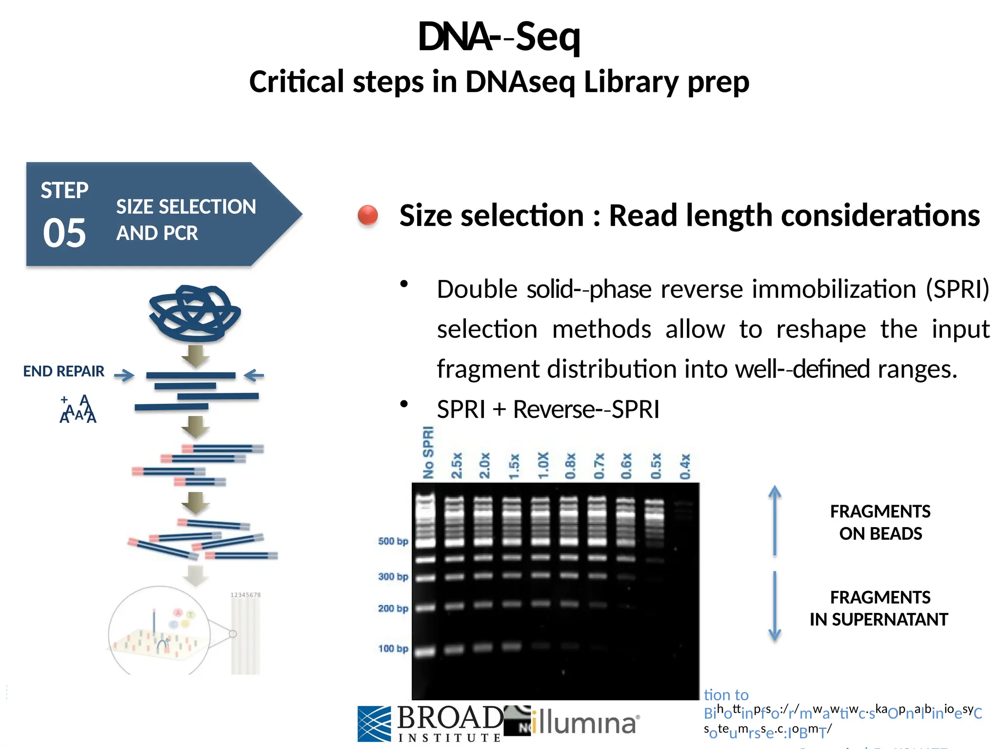 Introduc
DNA-­Seq
‐
Critical steps in DNAseq Library prep
STEP
05
SIZE SELECTION
AND PCR
AAA
A A
END REPAIR
+ A
Size selection : Read length considerations
 Double solid-­phase
‐ reverse immobilization (SPRI)
selection methods allow to reshape the input
fragment distribution into well-­defined
‐ ranges.
 SPRI + Reverse-­SPRI
‐
FRAGMENTS
ON BEADS
FRAGMENTS
IN SUPERNATANT
tion to
Bihottinpfso:/r/mwawtiwc.skaOpnalbinioesyC
soteumrsse.c:IoBmT/
 