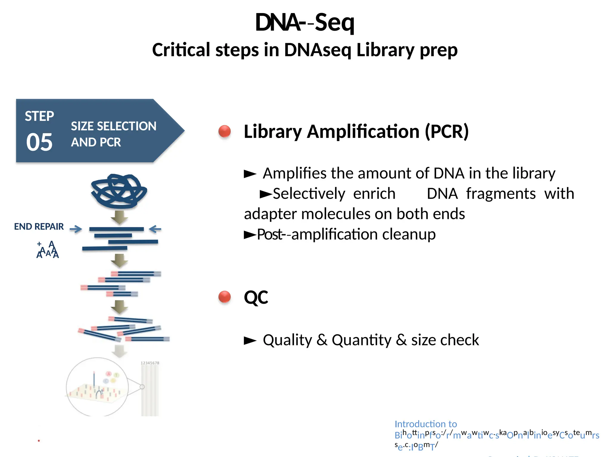 DNA-­Seq
‐
Critical steps in DNAseq Library prep
STEP
05
SIZE SELECTION
AND PCR
AAA
A A
END REPAIR
+ A
Library Amplification (PCR)
► Amplifies the amount of DNA in the library
►Selectively enrich DNA fragments with
adapter molecules on both ends
►Post-­amplification
‐ cleanup
QC
► Quality & Quantity & size check
Introduction to
Bihottinpfso:/r/mwawtiwc.skaOpnalbinioesyCsoteumrs
se.c:IoBmT/
 