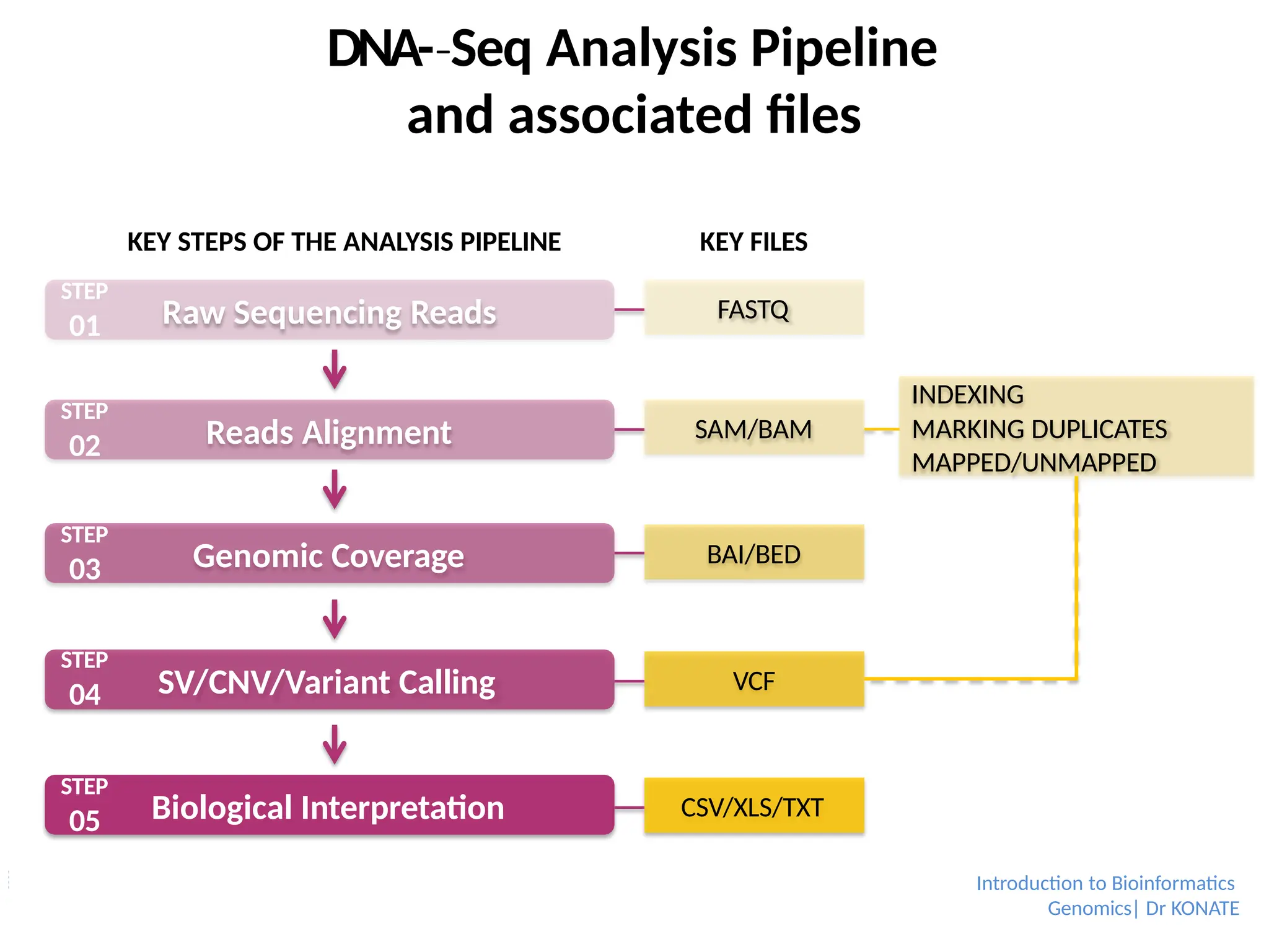 Raw Sequencing Reads
Reads Alignment
Genomic Coverage
SV/CNV/Variant Calling
Biological Interpretation
STEP
01
STEP
02
STEP
03
STEP
04
STEP
05
FASTQ
SAM/BAM
BAI/BED
VCF
CSV/XLS/TXT
DNA-­Seq
‐ Analysis Pipeline
and associated files
KEY STEPS OF THE ANALYSIS PIPELINE KEY FILES
INDEXING
MARKING DUPLICATES
MAPPED/UNMAPPED
Introduction to Bioinformatics
Genomics| Dr KONATE
 