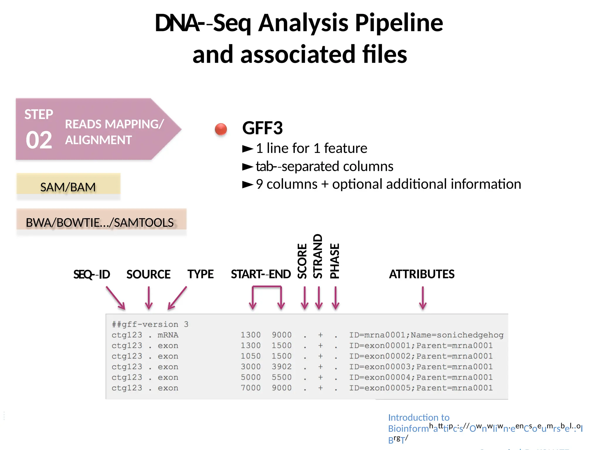 DNA-­Seq
‐ Analysis Pipeline
and associated files
STEP
02
READS MAPPING/
ALIGNMENT
SAM/BAM
BWA/BOWTIE…/SAMTOOLS
GFF3
►1 line for 1 feature
►tab-­separated
‐ columns
►9 columns + optional additional information
SEQ-­ID
‐
Introduction to
Bioinformhatttipc:s//Ownwliwn.eenCsoeumrsbel.:oI
BrgT/
SOURCE TYPE START-­END
‐
SCORE
STRAND
PHASE
ATTRIBUTES
 