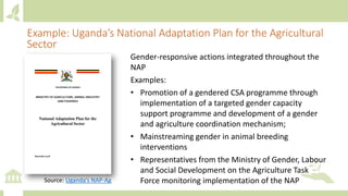 Example: Uganda’s National Adaptation Plan for the Agricultural
Sector
Source: Uganda’s NAP-Ag
Gender-responsive actions integrated throughout the
NAP
Examples:
• Promotion of a gendered CSA programme through
implementation of a targeted gender capacity
support programme and development of a gender
and agriculture coordination mechanism;
• Mainstreaming gender in animal breeding
interventions
• Representatives from the Ministry of Gender, Labour
and Social Development on the Agriculture Task
Force monitoring implementation of the NAP
 
