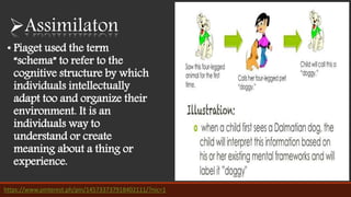 • Piaget used the term
“schema” to refer to the
cognitive structure by which
individuals intellectually
adapt too and organize their
environment. It is an
individuals way to
understand or create
meaning about a thing or
experience.
https://www.pinterest.ph/pin/145733737918402111/?nic=1
Assimilaton
 