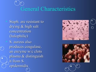 General Characteristics

• Staph. are resistant to
  drying & high salt
  concentration
  (halophilic)
• S. aureus also
  produces coagulase,
  an enzyme w/c clots
  plasma & distinguish
  it from S.
  epidermidis
 