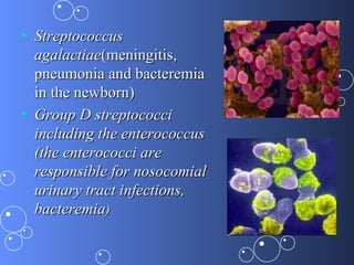 • Streptococcus
  agalactiae(meningitis,
  pneumonia and bacteremia
  in the newborn)
• Group D streptococci
  including the enterococcus
  (the enterococci are
  responsible for nosocomial
  urinary tract infections,
  bacteremia)
 