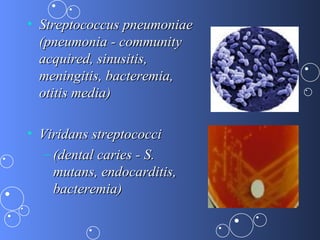 • Streptococcus pneumoniae
  (pneumonia - community
  acquired, sinusitis,
  meningitis, bacteremia,
  otitis media)

• Viridans streptococci
  – (dental caries - S.
    mutans, endocarditis,
    bacteremia)
 