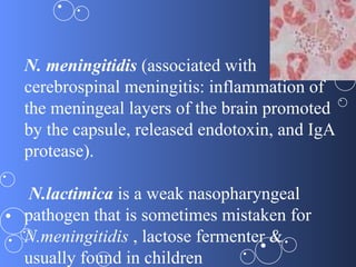 N. meningitidis (associated with
cerebrospinal meningitis: inflammation of
the meningeal layers of the brain promoted
by the capsule, released endotoxin, and IgA
protease).

 N.lactimica is a weak nasopharyngeal
pathogen that is sometimes mistaken for
N.meningitidis , lactose fermenter &
usually found in children
 