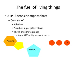Fuel Ribose Module 6, lesson 1 photosynthesis | PPT
