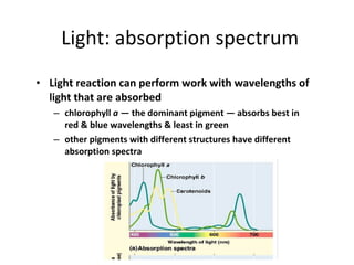 Module 6, lesson 1 photosynthesis | PPT