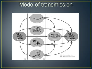 Mode of transmission
 