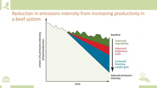 Reduction in emissions intensity from increasing productivity in
a beef system
 