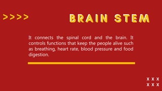 It connects the spinal cord and the brain. It
controls functions that keep the people alive such
as breathing, heart rate, blood pressure and food
digestion.
 