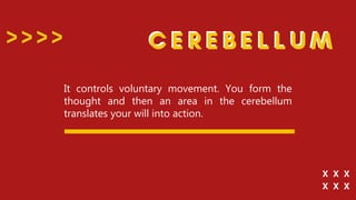 It controls voluntary movement. You form the
thought and then an area in the cerebellum
translates your will into action.
 