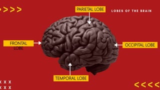 FRONTAL
LOBE
PARIETAL LOBE
OCCIPITAL LOBE
TEMPORAL LOBE
 