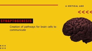 S Y N A P T O G E N E S I S
Creation of pathways for brain cells to
communicate
 