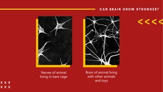 Brain of animal living
with other animals
and toys
Nerves of animal
living in bare cage
 
