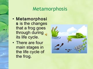 Metamorphosis Metamorphosis  is the changes that a frog goes through during its life cycle. There are four main stages in the life cycle of the frog. 