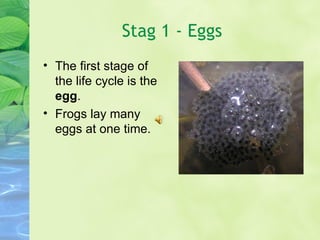 Stag 1 - Eggs The first stage of the life cycle is the  egg . Frogs lay many eggs at one time. 
