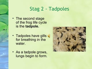 Stag 2 - Tadpoles The second stage of the frog life cycle is the  tadpole. Tadpoles have gills for breathing in the water. As a tadpole grows, lungs begin to form. 