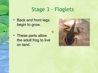 Stage 3 - Floglets Back and front legs begin to grow.  These parts allow the adult frog to live on land. 