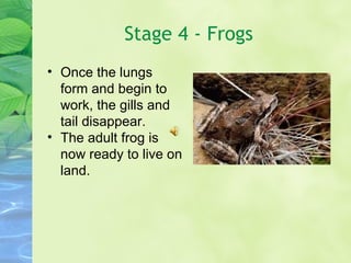 Stage 4 - Frogs Once the lungs form and begin to work, the gills and tail disappear. The adult frog is now ready to live on land. 