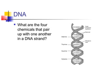 DNA
   What are the four
    chemicals that pair
    up with one another
    in a DNA strand?
 